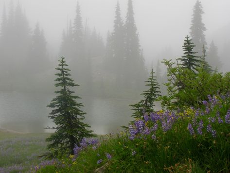 Environment Photography, Dark Naturalism, Dark Forest Aesthetic, Pine Trees Forest, Mount Rainier National Park, Misty Forest, Forest Pictures, The Fog, Pine Forest