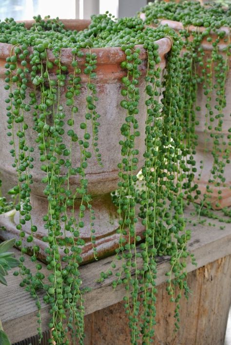 Beaded Succulents, Succulent Vines, Strings Of Pearls, Porch Diy, Small House Garden, Herb Garden Design, Vertical Garden Diy, Garden Vines, Growing Succulents