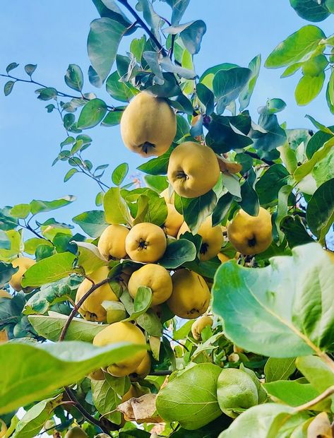 Lying under the quince tree... Quince Tree, Amazing Nature Photos, Amazing Nature, Quince, Nature Photos, Secret Garden, Fruit, Plants, Nature