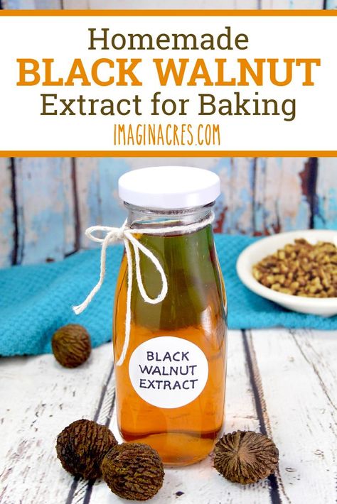 This homemade black walnut extract will elevate your baking with deep walnut flavor. See how to make this old-fashioned flavoring from foraged black walnuts. #foraging #baking #extract #DIY Black Walnut Syrup, Black Walnut Uses, Extracts Homemade, Black Walnut Tincture, Walnut Tincture, Homemade Extracts, Diy Extracts, Vanilla Extract Recipe, E Juice