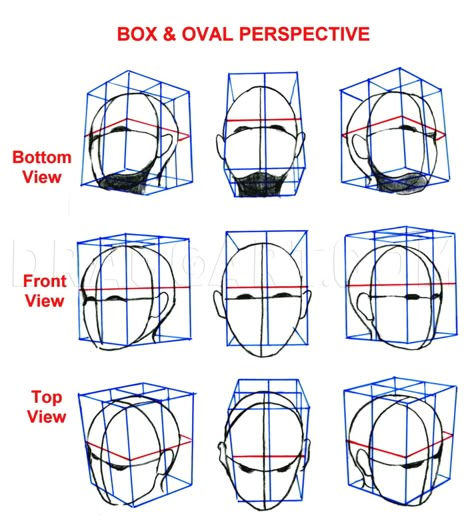 Drawing The Human Head, Head Reference, Head Study, Face Proportions, Head Anatomy, Face Angles, Drawing Tutorial Face, Head Drawing, Drawing Anatomy