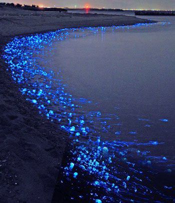 beautiful picture blue light plankton beach Shimmering Wallpaper, Glow In The Dark Beach, Firefly Squid, Beach Glow, Dark Beach, Popular Photography, Toyama, Sealife, Ocean Life