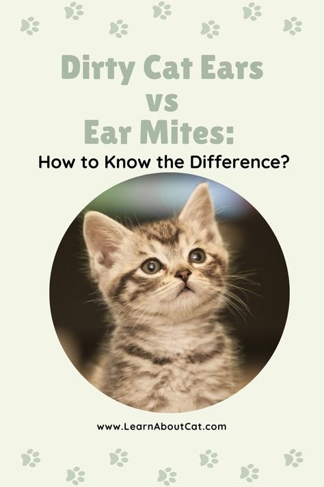 Dirty Cat Ears vs Ear Mites: How to Know the Differ Ear Mites In Cats Remedy, Ear Mites In Cats, Clean Cat Ears, Cat Ear Mites, Cat Remedies, Itchy Ears, Cat Parents, Pet Tips, Cat Health Care