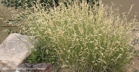 Bouteloua gracilis Blonde Ambition PP22048 Texas Prairie, Farm Landscaping, Texas Weather, Blonde Ambition, Ornamental Grass, Prairie Garden, Drought Tolerant Landscape, Herbaceous Border, Grass Seed