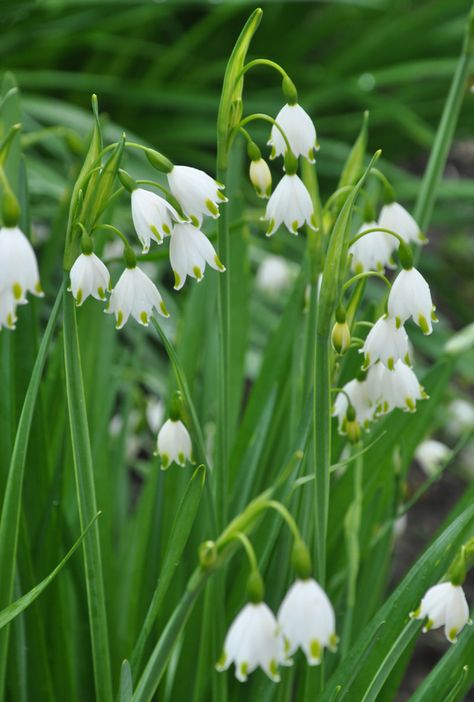 White Perennials, Summer Snowflake, Daffodils Planting, Fall Planting, Snow In Summer, Fall Bulbs, Crabapple Tree, Garden Spring, Three Dogs