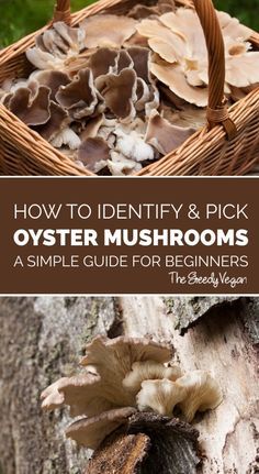 Wild Oyster Mushrooms, Oyster Mushroom Identification, Hen Of The Woods Recipe, Foraging For Beginners, Fall Foraging, Hen Of The Woods, Edible Wild Mushrooms, Mushroom Foraging, Growing Mushrooms At Home