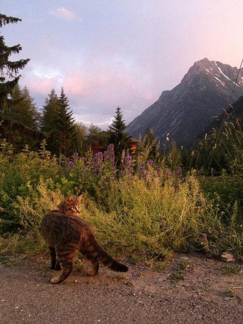 Forest Cat Aesthetic, Cats In Forest, Cats In Nature, Cat In Nature, Cottage Core Cat, Cat Outside, Cottagecore Cat, Cat Nature, Cats Outside