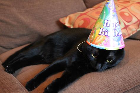 He looks like a baby pippin!    *not the real pippin* Happy Birthday Black Cat Funny, Black Cat Birthday, Happy Birthday Meme Cute Cat, Cat With Bangs Wig Meme, Cat Birthday Memes Funny, Happy Birthday To Me Cat Memes, Internet Cats, 17th Birthday, Birthday Hat