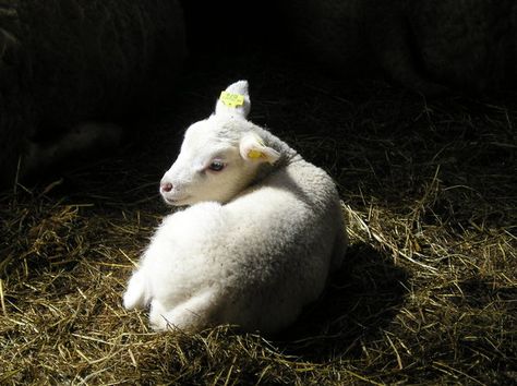 Lying in straw by hoedenmaker Sheep Lying Down, Lamb Lying Down, Sheep And Lamb, Baby Goats, Silly Animals, Grimm, Comic Character, Art Reference Photos, Painting Inspiration