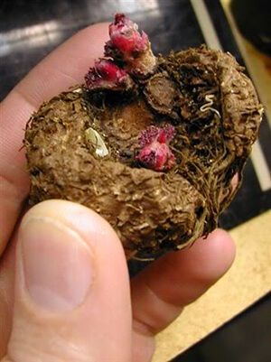 Storing Tuberous Begonia for Winter Did you believe you had to throw out your beautiful plants at the end of each season? Nope. Don’t! I’ll show you how easy storing tuberous begonia for winter really is. Tuberous Begonia, Gardening Humor, Overwintering, Beautiful Plants, Annual Flowers, Bulb Flowers, Gardening Ideas, Your Beautiful, Dream Garden