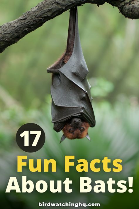 Bat Facts For Kids, Facts About Bats, Bumblebee Bat, Bat Facts, Bats For Kids, Bat Box, Bat Species, Bat Animal, Cool Facts