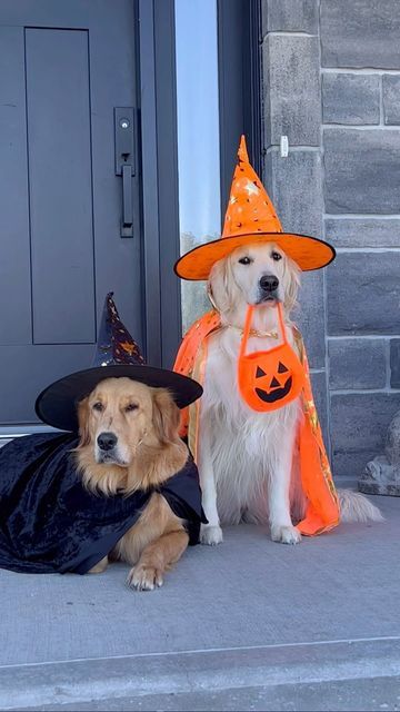 Jade on Instagram: "Happy TBT with some of our costume collections 😃" Fall Dog Photos, Golden Retriever Costume, Golden Retriever Halloween, Witch Costumes, Fancy Dog, Happy October, Ready For Halloween, Dog Halloween Costumes, Fantasias Halloween