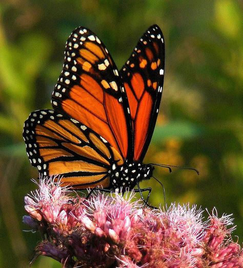 Butterfly Borboleta Tattoo, Beautiful Butterfly Photography, Moth Caterpillar, Flying Flowers, Butterfly Images, Butterfly Photos, Beautiful Bugs, Butterfly Pictures, Butterfly Kisses