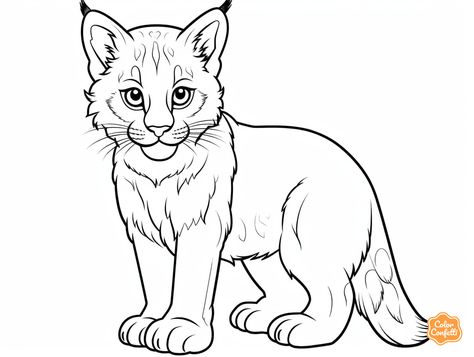 illustration of Wonderful bobcat coloring page Bobcat Illustration, Bobcat Drawing, Lynx Drawing, Mandala Turtle, Safari Adventure, Cat Coloring Page, Fantasy Fairy, Lynx, Wild Animals