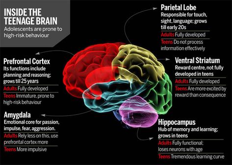 Functions Of The Brain, Brain Parts And Functions Psychology, Brain Development Children, Teenage Brain Development, Neurotransmitters And Mental Health, Teenage Brain, Highlights Hidden Pictures, Hidden Picture Puzzles, University Of Rochester