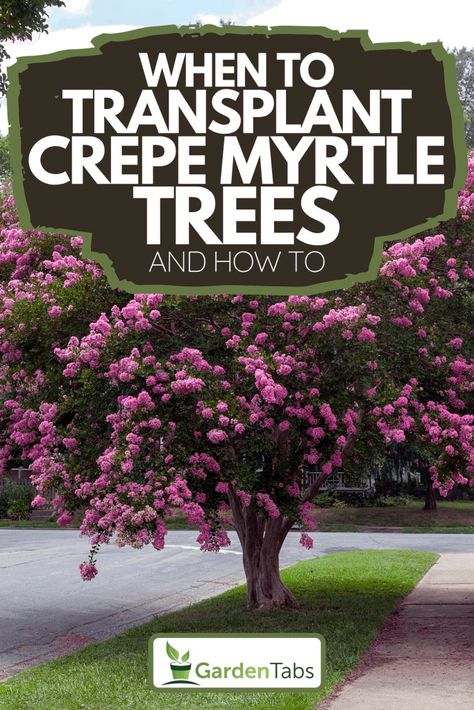 When To Transplant Crepe Myrtle Trees And How To - GardenTabs.com When To Plant Crepe Myrtle Trees, Transplanting Crepe Myrtles, Crape Myrtle Tree Care, Crepe Myrtles Along Fence, How To Prune Crepe Myrtle Trees, Planting Crepe Myrtle Trees, When To Prune Crepe Myrtle Trees, Landscaping With Crepe Myrtles, Trimming Crepe Myrtles