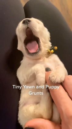 Palmeranians Puppies, Cutest Dogs In The World, Cute Dogs To Get, Cute Tiny Puppies, Dogs And Puppies Pictures, Funny Baby Animals Videos, Puppy Videos Cutest, Cute Dogs And Puppies Videos, Cut Puppies