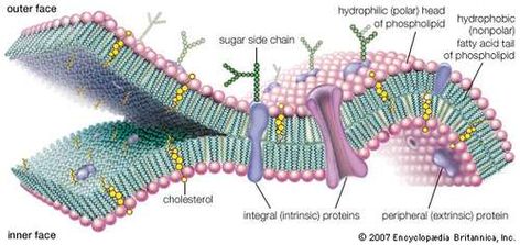 Cell Membrane Structure, Membran Sel, A Level Biology, Membrane Structure, Plasma Membrane, Biology Art, Animal Cell, Biology Lessons, Cell Structure