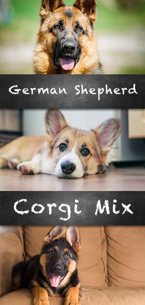 Corgi German Shepherd Mix Breed Information Center Australian Shepherd Corgi Mix Puppy, Corgi Golden Retriever Mix Puppies, Corgi German Shepherd, German Shepherd Corgi Mix, Corgi Mix Breeds, Shepherd Mix Puppies, German Shepherd Mix Puppies, Cute Corgi Puppy, Corgi Mix