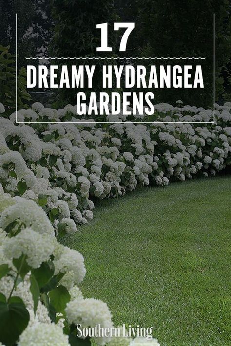 Hydrangea Courtyard Garden, Hydrangea Garden Bed Ideas, Snowball Hydrangea Landscaping, Front Yard Landscaping Ideas Hydrangeas, Garden Design Hydrangea, Backyard Landscaping With Hydrangeas, Front Yard Flowers Landscaping, Garden Around House Landscaping, Landscape Design On A Hill