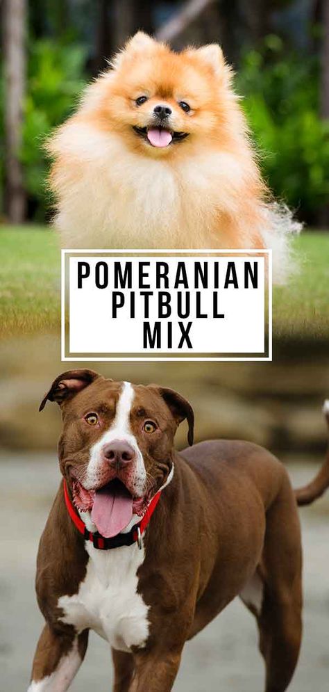 Pomeranian Pitbull Mix - Is this mix right for me? Pomeranian Mix Breeds, Pitbull Types, Terrier Poodle Mix, Pitbull Mix Puppies, Pomeranian Chihuahua Mix, German Shepherd Husky Mix, Pomeranian Chihuahua, Poodle Mix Dogs, Pocket Bully