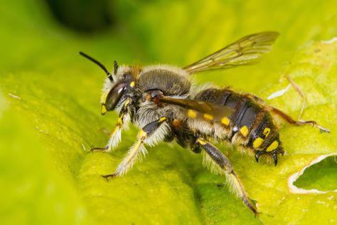 Wool Carder Bee, Bee Friendly, Honey Bees, Great British, Free App, Planting, Insects, Butterflies, Bee