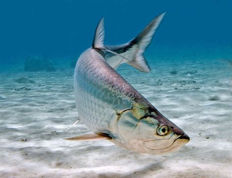 Tarpon fishing tips Tarpon Fish, Fish In Water, Fish Photography, Fish Photo, Tarpon Fishing, Salt Water Fishing, Salt Water Fish, Swimming Fish, Pike Fishing