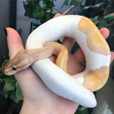 Albino Banana Ball Python, Banana Pied Ball Python, Banana Pastel Ball Python, Ball Phytons, Snake Bedroom, Ball Python Enclosure Ideas, Pastel Ball Python, Pied Ball Python, Pet Reptiles