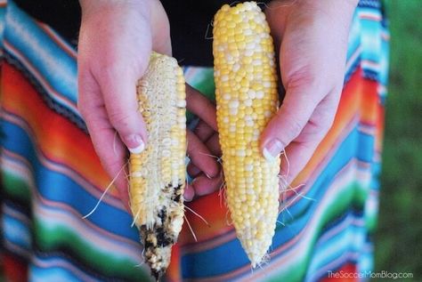 moldy ear of non-GMO corn compared to healthy GMO corn Gmo Corn, Gmo Foods, Genetically Modified, The Source, Non Gmo, The Truth, Corn