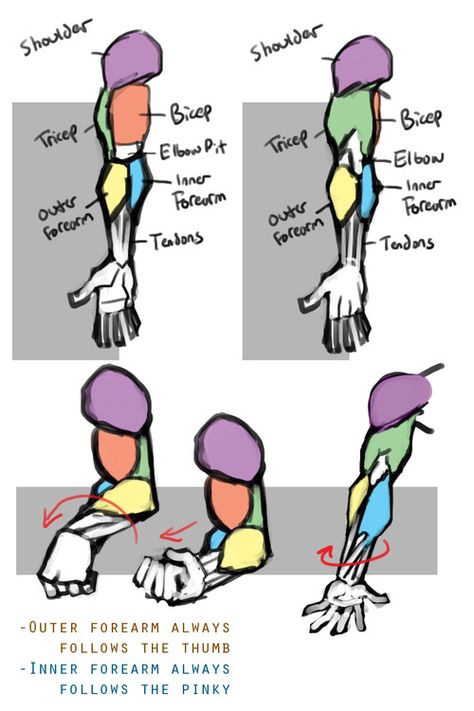 Torso And Arms Reference, Forearm Anatomy Drawing, Forearm Muscles Drawing, Forearms Drawing, Arm Muscles Anatomy Reference, Arm Muscles Drawing, Forearm Reference, Arm Muscles Anatomy, Forearm Drawing