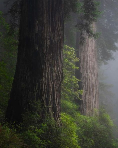 Cascadia Explored on Instagram: "Location: The Redwoods, Northern California Photographer: @ryanapisaneschi • The Redwood National and State Parks (RNSP) are old-growth temperate rainforests located along the coast of northern California. Selected by: @jeff_bell_photos • #redwoods #california #cascadia #forest #explore #travelcalifornia #hiking #statepark #ncali #cali #sunrise #spring • Remember to tag your finds #cascadiaexplored on your adventures wherever you are in Oregon, Washington, Rain In The Forest, Temperate Forest, Sunrise Spring, Redwoods California, Redwood National And State Parks, Pyrography Ideas, Oregon Forest, 3d Projection, Redwood Trees