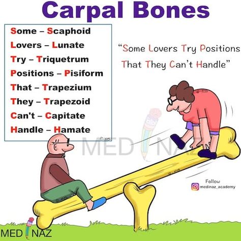 Mnemonic wrist bones (Carpal bones Mnemonic) Carpal Bones Mnemonic, Anatomy Mnemonics, Hand Bone Anatomy, Bones Of The Hand, Carpal Bones, General Anatomy, Upper Limb Anatomy, Oral Pathology, Basic Anatomy