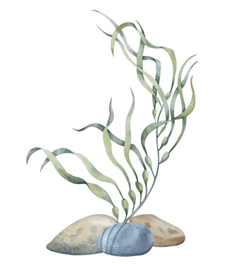 Seaweed with seabed stones. Hand drawn watercolor illustration on isolated background of underwater sea Algae and ocean floor for icon or logo. Colorful undersea drawing of laminaria. Nautical sketch Undersea Drawing, Sea Algae, Underwater Sea, Ocean Floor, Painted Jacket, Floor Plants, Botanical Drawings, Watercolor Illustration, Easy Drawings