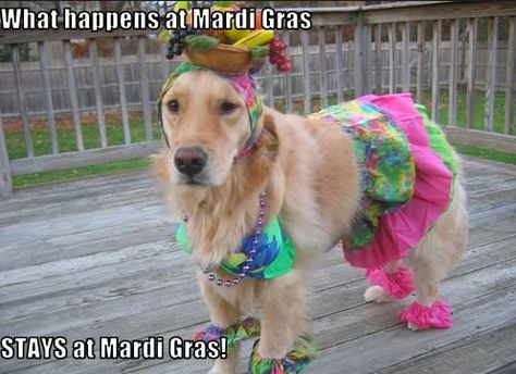 Mardi Gras Memes That Are As Hilarious As They Are True Mardi Gras Dog, Dog Jokes, Poor Dog, Funny Pictures With Captions, Dog Halloween Costumes, Silly Dogs, Funny Dog Pictures, Dog Sweater, New Hobbies