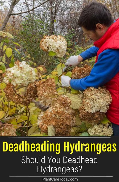 Deadheading Hydrangeas: Should You Deadhead Hydrangeas? How To Deadhead Hydrangeas, Deadheading Hydrangeas, Prune Hydrangeas, When To Prune Hydrangeas, Bobo Hydrangea, Hydrangea Plant, Native Plant Landscape, French Hydrangea, Hydrangea Flower Arrangements