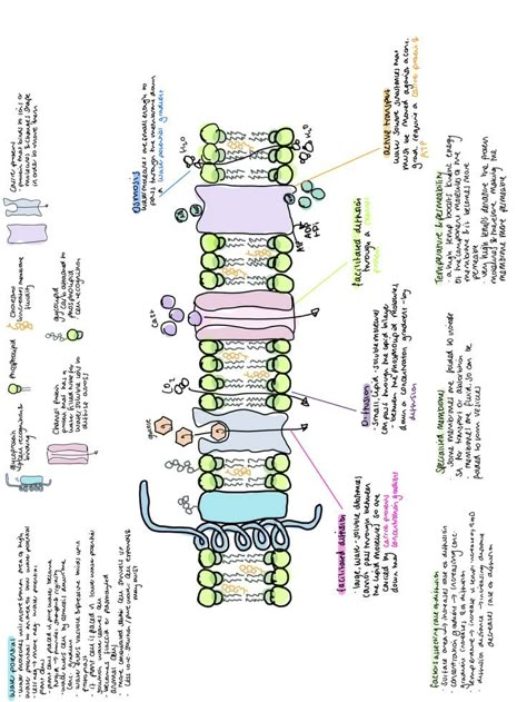 biology cell membrane notes notability ipad notes osmosis diffusion active transport Cell Membrane Notes, Active Transport Biology, Cell Biology Notes, Cell Membrane Structure, Vet School Motivation, Biology Cell, Active Transport, Biochemistry Notes, Cell Transport