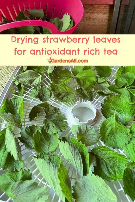 Strawberry Leaf Tea, Medicinal Herbs Remedies, Medicinal Wild Plants, Strawberry Leaf, Herbal Tea Garden, Herbal Medicine Recipes, Wild Food Foraging, Medicinal Herbs Garden, Strawberry Leaves