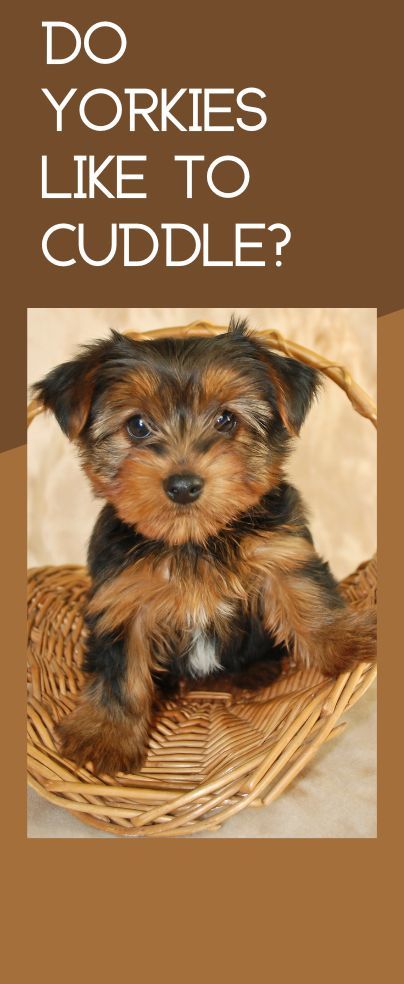 Have you ever wondered “do Yorkies like to cuddle?” Many of the tiny breeds love to cuddle indeed, including Yorkies being a toy-type breed. Companion Dog, Hunting Dogs, Big Dogs, How To Be Outgoing, Have You Ever, Yorkie, Teddy Bear, Wonder, Dogs