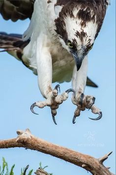 Eagle's claw - talon Aigle Royal, Bird Reference, Animal Inspiration, Amazing Birds, Bird Of Prey, Animal Anatomy, Paws And Claws, Animal Reference, Animal References