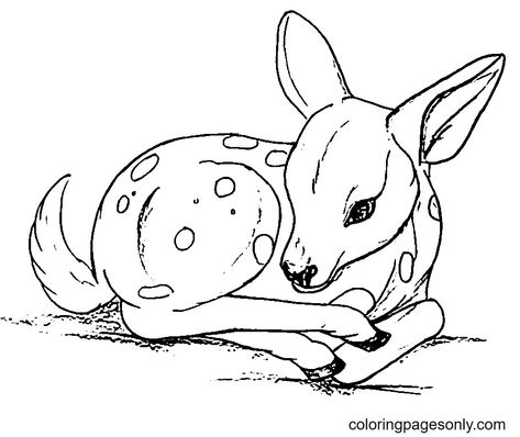 Drawing of Baby Deer Coloring Page Baby Deer Drawing, Animals For Children, Deer Coloring Pages, Fawn Color, Deer Drawing, Fawns Deer, Moshi Monsters, Pokemon Craft, Deer Fawn