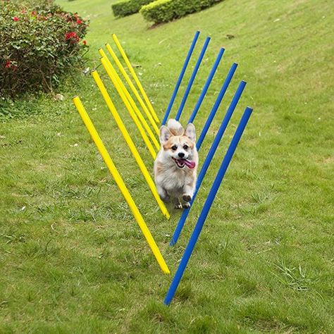 Dog agility - is your dog so clever??? Dog Obstacle Course, Dog Agility Equipment, Dog Agility Training, Agility Training For Dogs, Training Dogs, Agility Training, Training Kit, Dog Agility, Obstacle Course