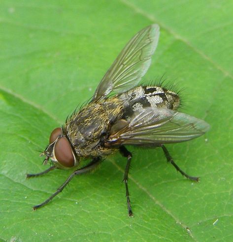 Carpenter Ants, Carpenter Bee Trap, Bee Traps, Pulling Weeds, Carpenter Ant, Wasp Nest, Carpenter Bee, Bug Control, Insect Control