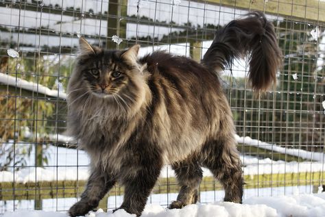 Brown Norwegian Forest Cat, Norwegian Forest Kittens, Norwegian Cat, Cat Whisperer, F2 Savannah Cat, Russian Blue Cat, Norwegian Forest, Cat Spray, Savannah Cat