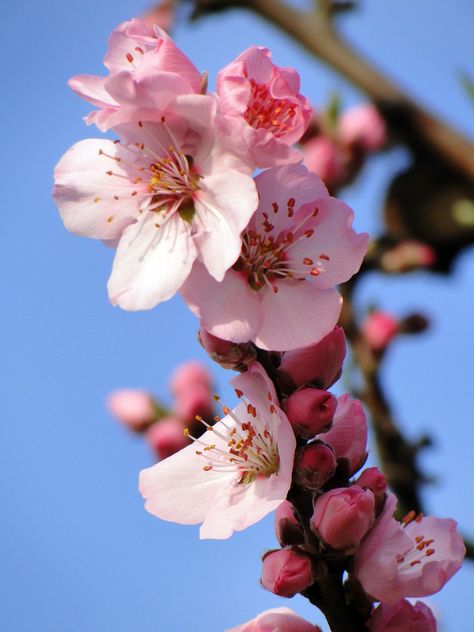 Almond Flower, Spring Images, Almond Tree, Beginning Of Spring, Watercolor Subjects, Tree Images, Almond Blossom, Pink Trees, Free Photo