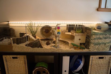 Gerbil Cage Ideas, Hamster Homes, Syrian Hamster Cages, Teddy Hamster, Hamster Tank, Kandang Hamster, Hamster Bin Cage, Hamster Diy Cage, Cool Hamster Cages