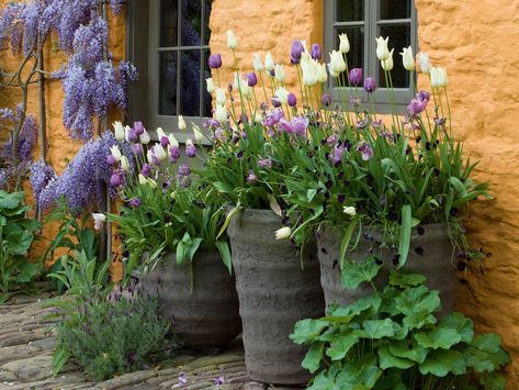 How to plant a bulb lasagne - Gardens Illustrated Bulb Lasagne, How To Grow Tulips, Grow Tulips, When To Plant Tulips, Plant Tulips, Arne Maynard, Gardens Illustrated, Growing Tulips, Planting Tulips