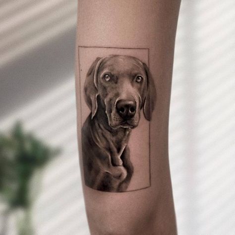 Weimaraner Tattoo, German Culture, Animal Portraits, Weimaraner, Animals Dogs, Dog Portraits, Tattoo Artist, Tattoo Studio, Artist Studio