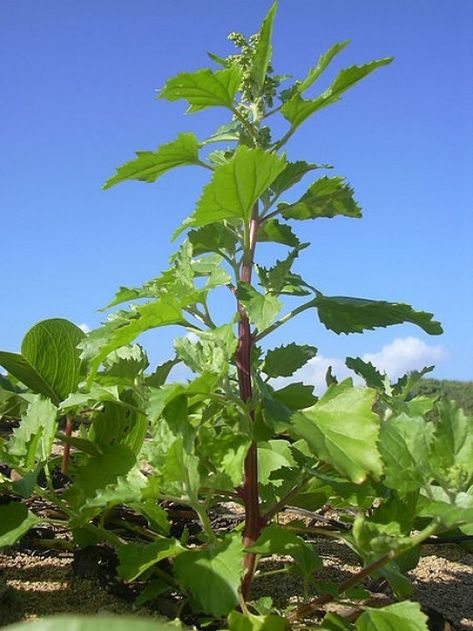 Nettle-leaf goosefoot, whose scientific name is Chenopodium murale, is one of the low-profile members of the amaranth family. Learn how to identify this edible weed in urban settings and other interesting facts. Mallow Plant, Mallow Flower, Invasive Plants, Herbal Magic, Wild Edibles, Wild Plants, Food Garden, Urban Setting, Edible Plants