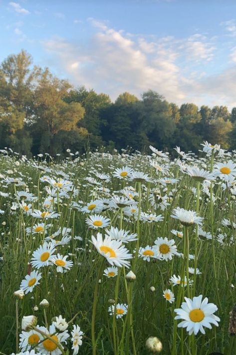 Lawn, Daisy, Plants