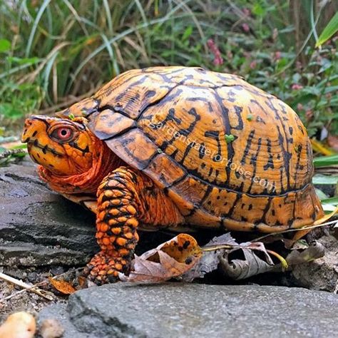 Garden State Tortoise on Instagram: “One of our favorite eastern box turtles on the move today in the pen. #zooview #theturtleroom #instadaily #zookeeper #zoo #_iliketurtles…” Box Turtles, Eastern Box Turtle, Sea Turtle Pictures, Amazing Frog, Zoo Keeper, Box Turtle, Pet Sematary, Garden State, Better Homes And Garden